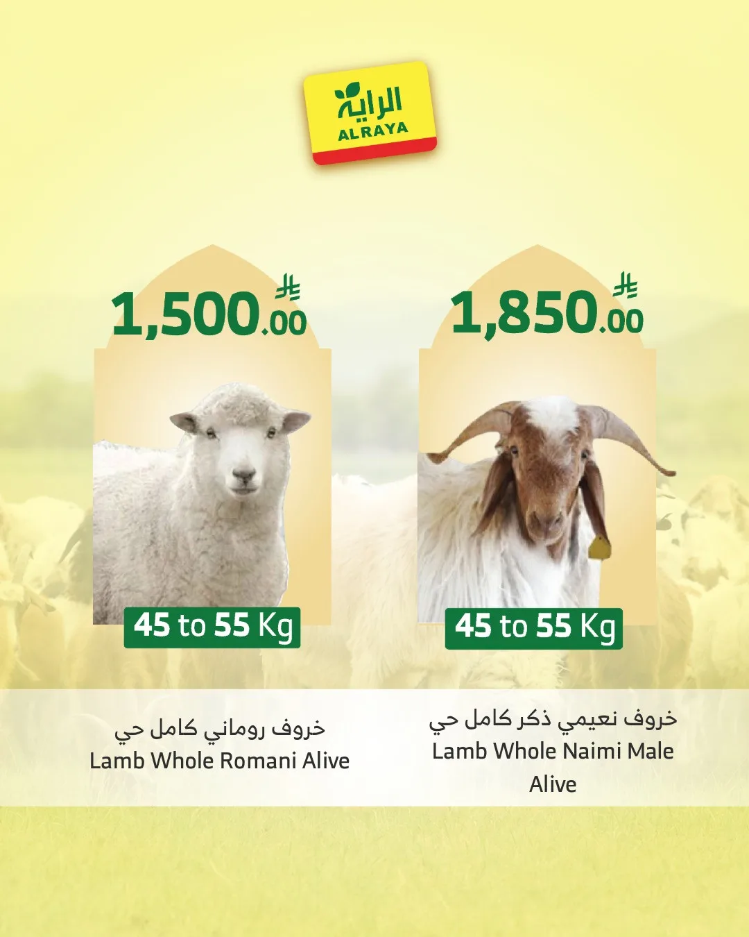 Eid Sacrifice - Jeddah from Al Raya until 25th May - Al Raya KSA Offers & Promotions — page 3