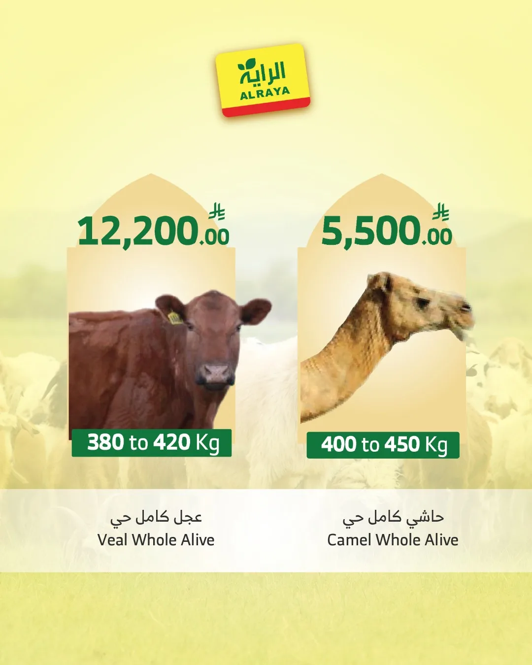 Eid Sacrifice - Jeddah from Al Raya until 25th May - Al Raya KSA Offers & Promotions — page 4
